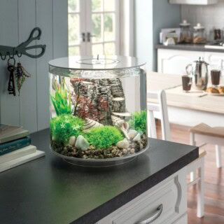 اسماك زينة جميلة.