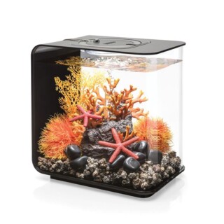 اسماك زينة جميلة.