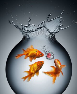 اسماك زينة جميلة.