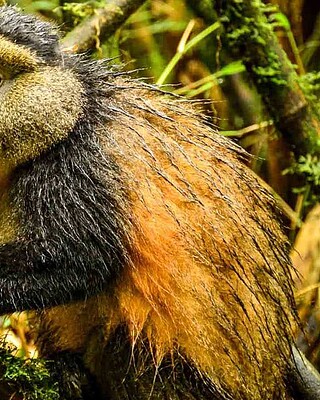 enjoying a golden monkey trek