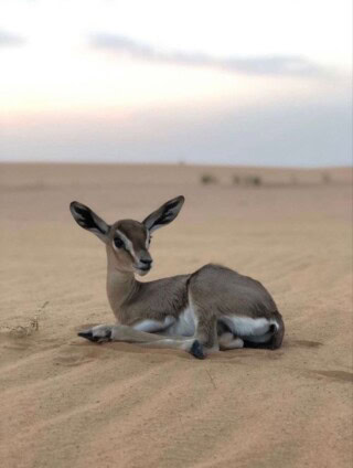 خلفيات غزلان.
