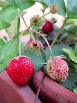 イチゴ