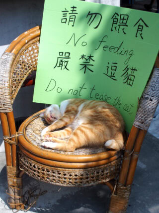 猴硐猫村