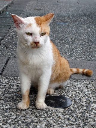 猴硐猫村