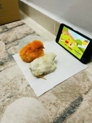 كذلك خلفيات لطيفة.
