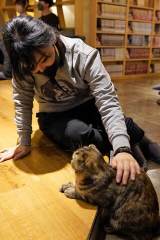 猫カフェ モカラウンジ 新宿店