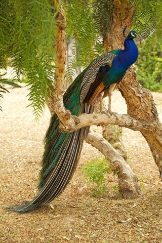 خلفيات طاووس بدقة hd.