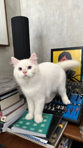 Kenji