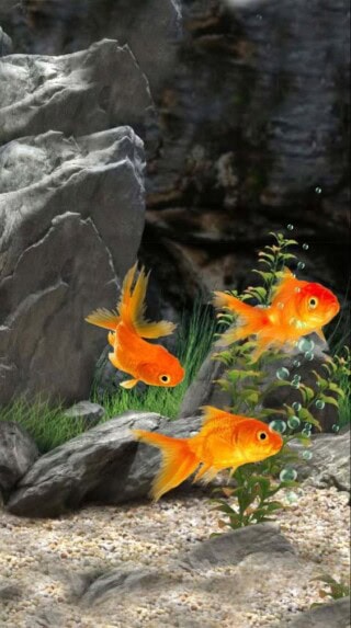 اسماك زينة جميلة.