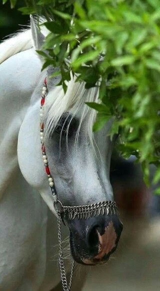 صور احصنة عربية كشخة.