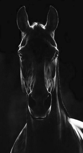 خلفيات خيل عربي