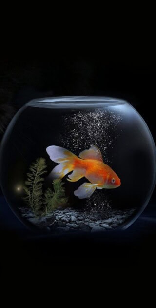 اسماك زينة جميلة.