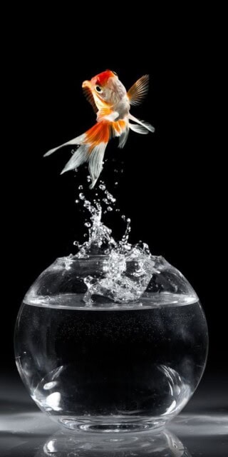 اسماك زينة جميلة.