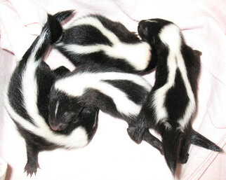 Skunk babies huddle