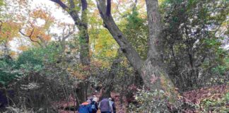 alberi monumentali
