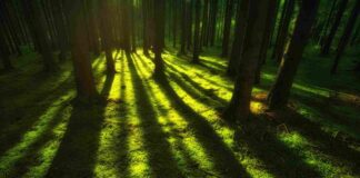 Verde Capitale