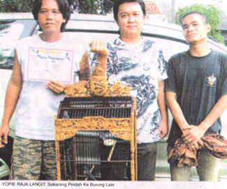 Yopie - Raja Langit - kini pindah ke burung lain Yopie - Raja Langit - kini pindah ke burung lain