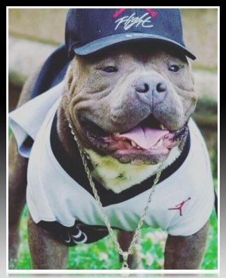 disfraz de beisbol para pitbull