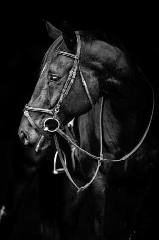 خيل عربي أصيل