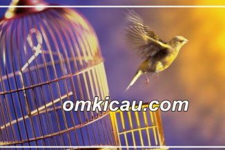 Menangkap burung lepas