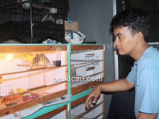 Pasangan kenari siap ternak