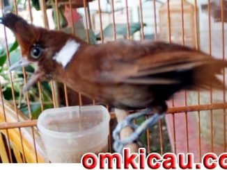 Download suara burung cililin