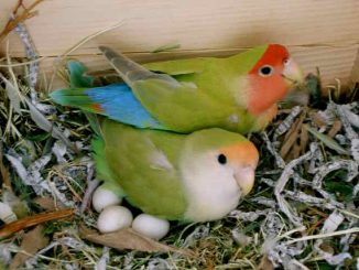 Lovebird sembunyikan telur