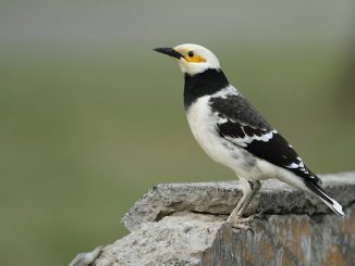 Jalak hongkong