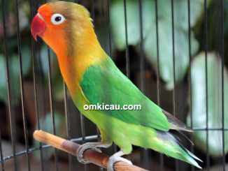Lovebird Mata Dewa