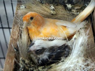 Breeding kenari TJM BF Bogor
