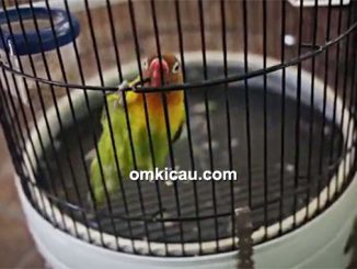 Tips mengatasi lovebird ngeruji