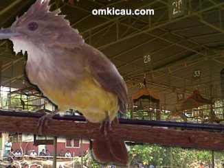 Burung cucak jenggot