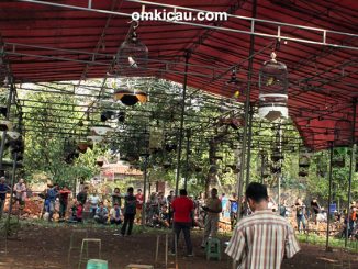 Ciganjur Enterprise - kelas lovebird