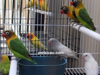 Breeding lovebird NSM BF Bogor