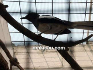 Mengenali perilaku kacer ketika perjodohan dan berkembang biak