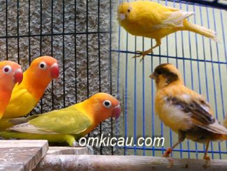 Resep pakan ternak untuk kenari dan lovebird