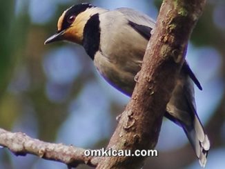 Burung tawau dada-hitam yang unik dengan asal-usul yang misterius