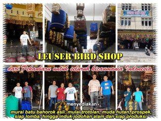 Leuser Bird Shop Pekanbaru