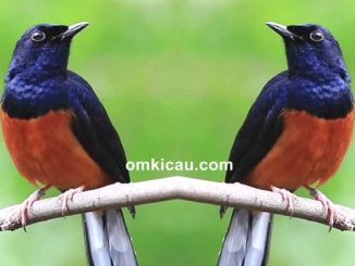 Gembleng mental murai batu balakan agar semakin joss