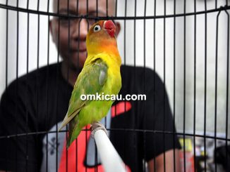 Lovebird Kusumo