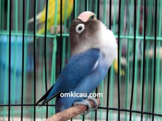 Perawatan harian lovebird biru untuk lomba