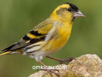 Eurasia siskin yang bersuara ngerol