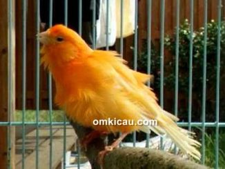 burung kurang jemur