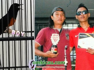 perawatan lomba murai batu Boy