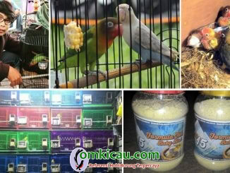 RCG15 Bird Farm