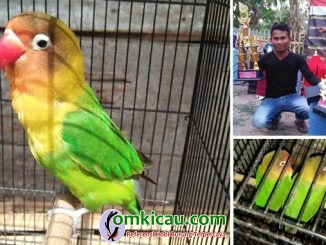 lovebird Bro