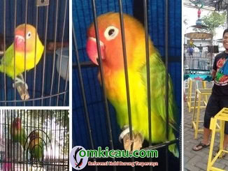 lovebird Centini
