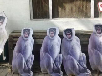 'Special Force' to be deployed to protect the President from monkeys