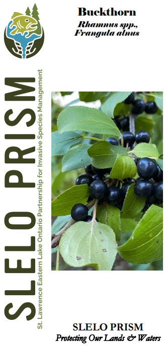 What Bird Species Like Glossy Buckthorn Berries