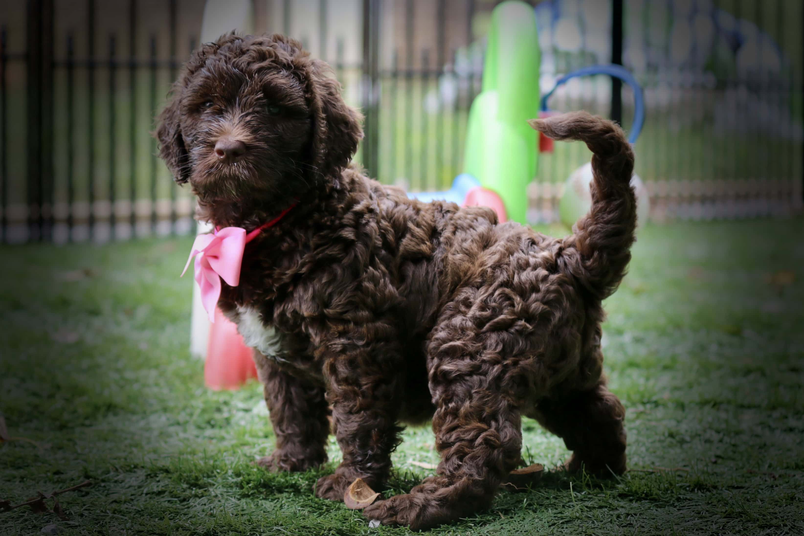 our breeding program | Good Day Doodles | Australian Labradoodles in North Carolina